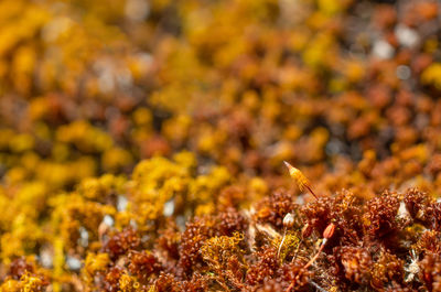 Close-up of yellow flowering plant