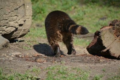 Raccoon walking on field