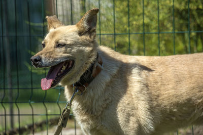 Close-up of a dog