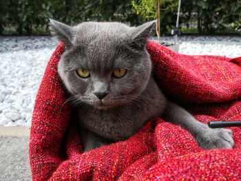 Close-up portrait of a cat