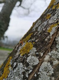 Close-up of lichen on tree trunk