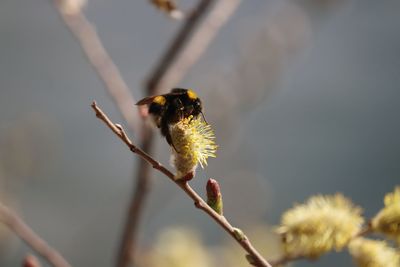 Close-up of bee on flower