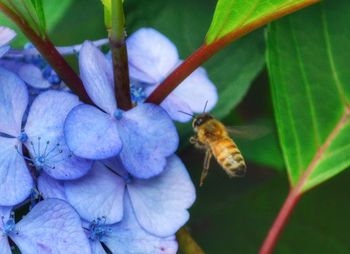 Close-up of bee pollinating on purple flower