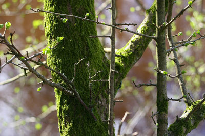 Close-up of moss growing on tree trunk