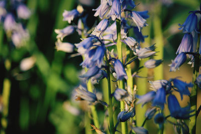 Close-up of purple flowering plants