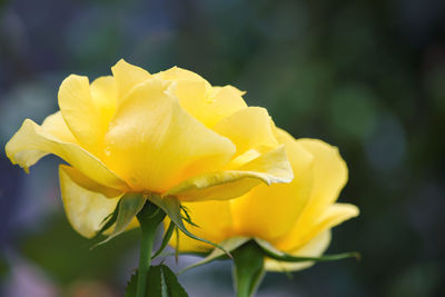 Close-up of yellow rose