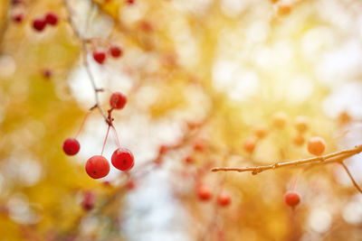 Close-up of berries growing on tree