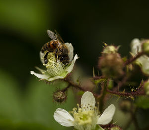 Close-up of bee on flower