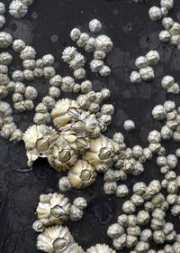 High angle view of eggs on rocks