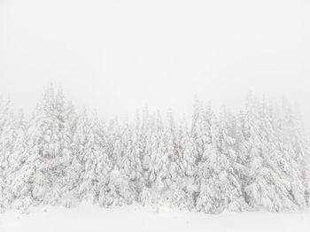 Snow covered pine trees in forest against sky