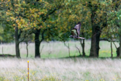 Bird flying over a field