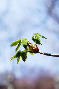 Close-up of flower buds growing on tree