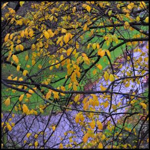 Low angle view of yellow flowering tree during autumn