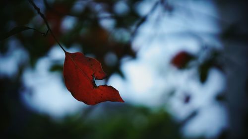 Close-up of leaf on branch