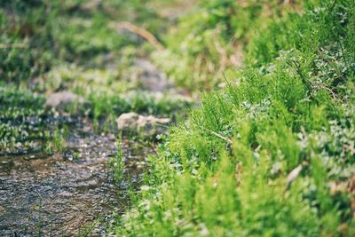 Plants growing on land