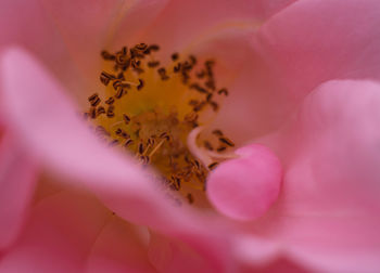 Close-up of pink rose flower