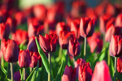 Close-up of red tulips blooming outdoors