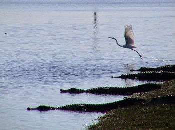 Bird flying over lake