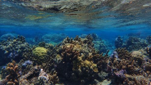 View of fish underwater