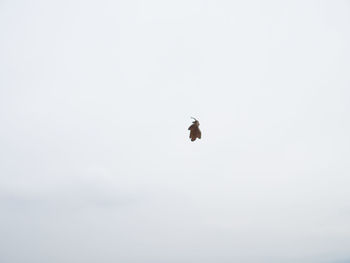 Low angle view of bird flying against clear sky