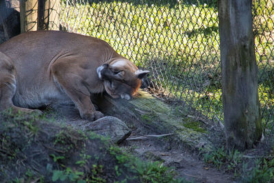 View of dog relaxing on land