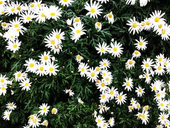 Daisies blooming outdoors