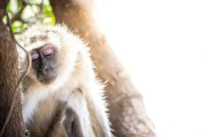 Low angle view of monkey on branch