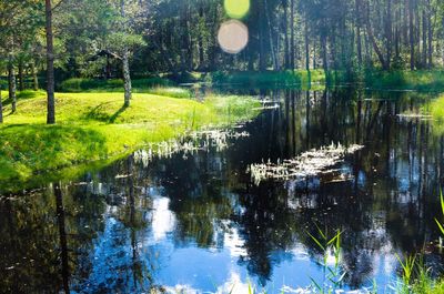 Scenic view of lake in forest