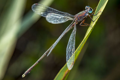 Close-up of dragonfly on plant