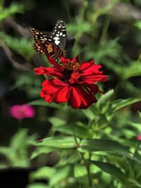 Close-up of butterfly pollinating on flower