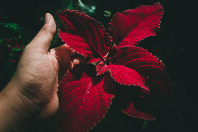 Close-up of hand holding red leaves