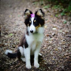 Portrait of dog