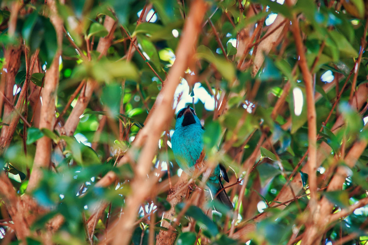 CLOSE-UP OF A BIRD ON TREE