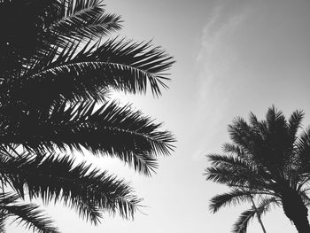 Low angle view of palm tree against clear sky