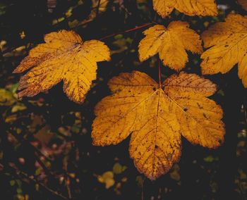 Close-up of yellow autumn leaves