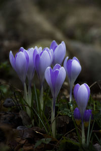 Close-up of purple crocus blooming outdoors