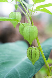 Close-up of fruit on plant