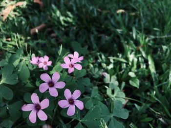 Close-up of pink flowering plants