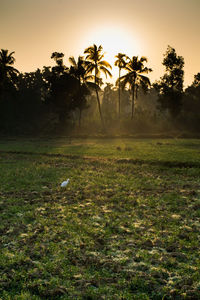 Trees on field against sky at sunset