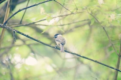 Bird perching on a branch