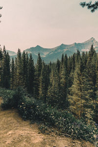 Pine trees in forest against sky