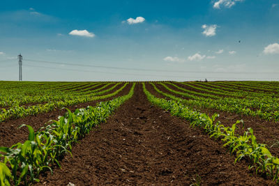 Scenic view of agricultural field against sky