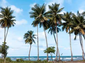 Palm trees on beach