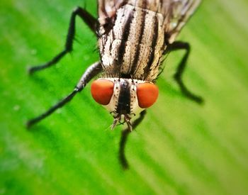 Close-up of insect