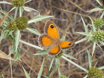 Close-up of orange butterfly perching on flower