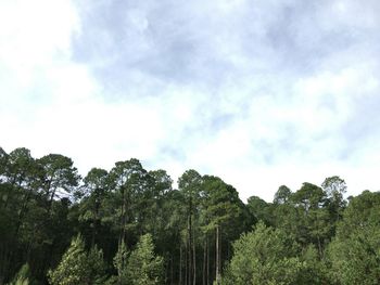 Low angle view of trees