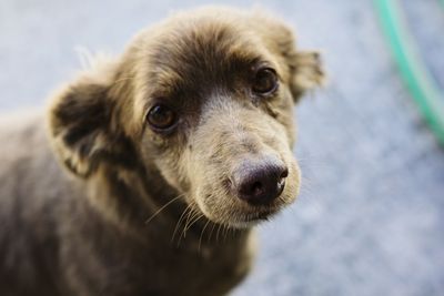 Close-up portrait of dog
