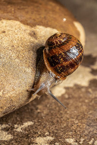 Close-up of snail