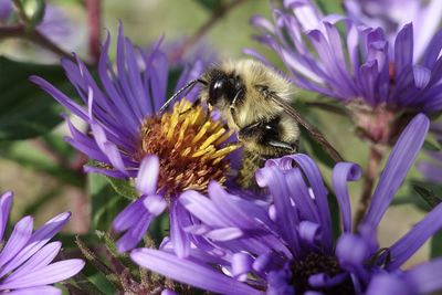 Close-up of bee pollinating on purple flower