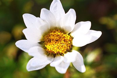 Close-up of white flower